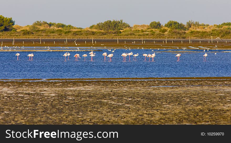 Flamingos, Parc Regional de Camargue, Provence, France. Flamingos, Parc Regional de Camargue, Provence, France