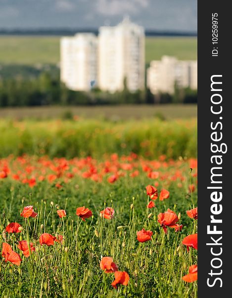 Summer rural landscape with wild poppy field