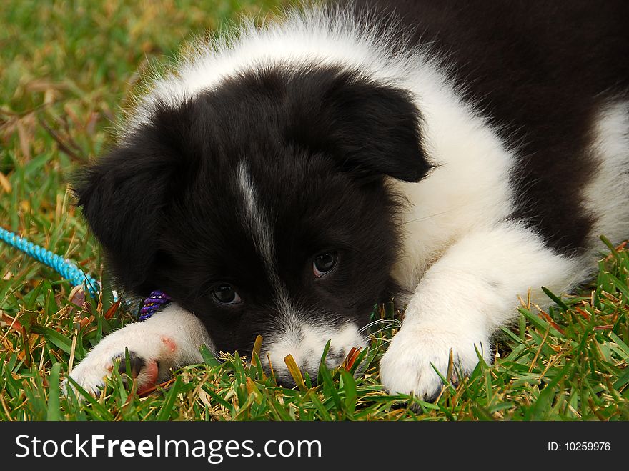 8 week old border collie puppy