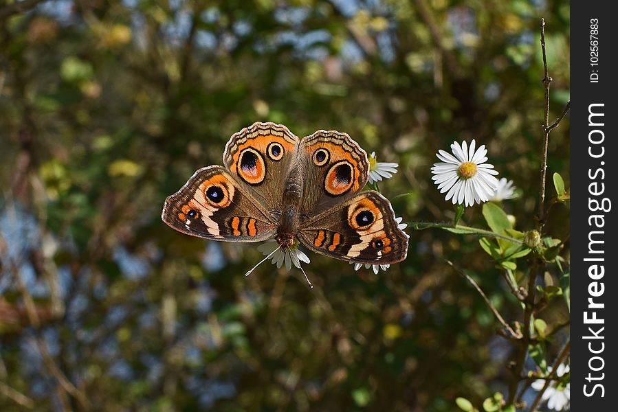 Butterfly, Moths And Butterflies, Insect, Brush Footed Butterfly