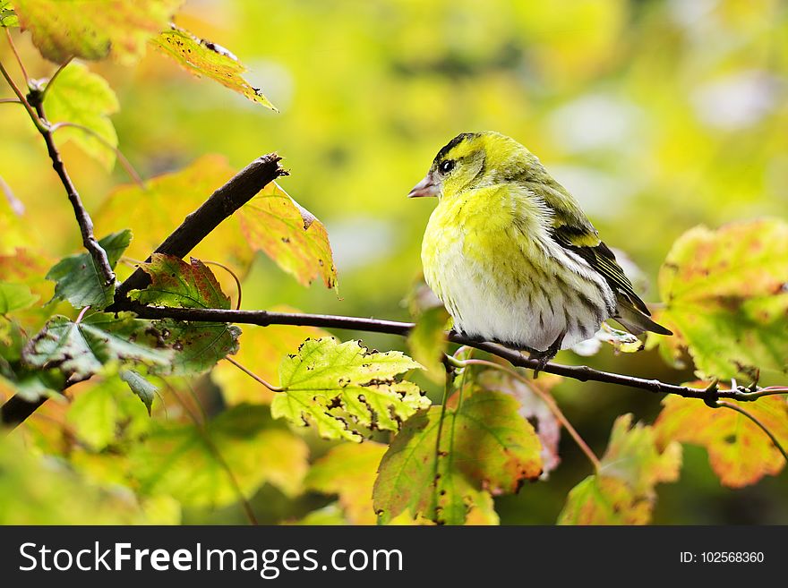 Bird, Yellow, Fauna, Beak