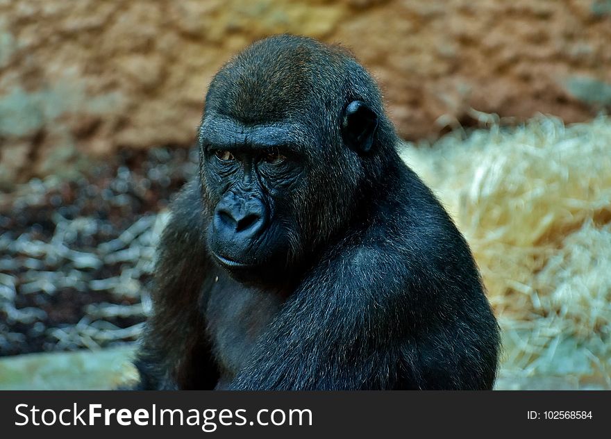 Great Ape, Western Gorilla, Mammal, Fauna
