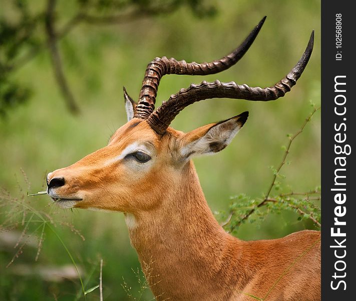Wildlife, Terrestrial Animal, Fauna, Horn