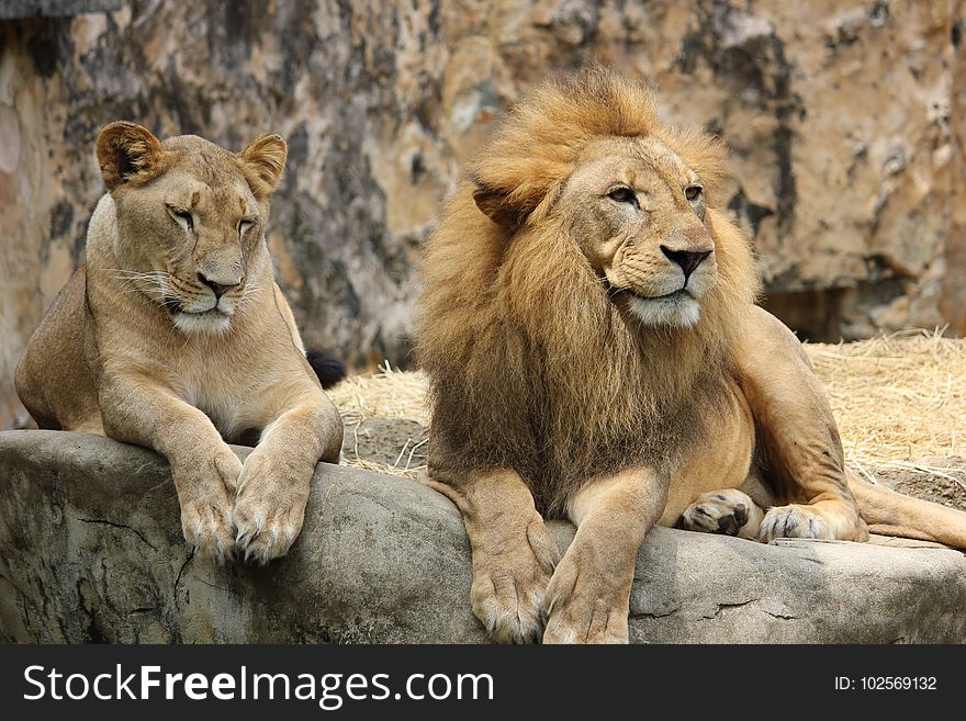 Wildlife, Lion, Mammal, Terrestrial Animal