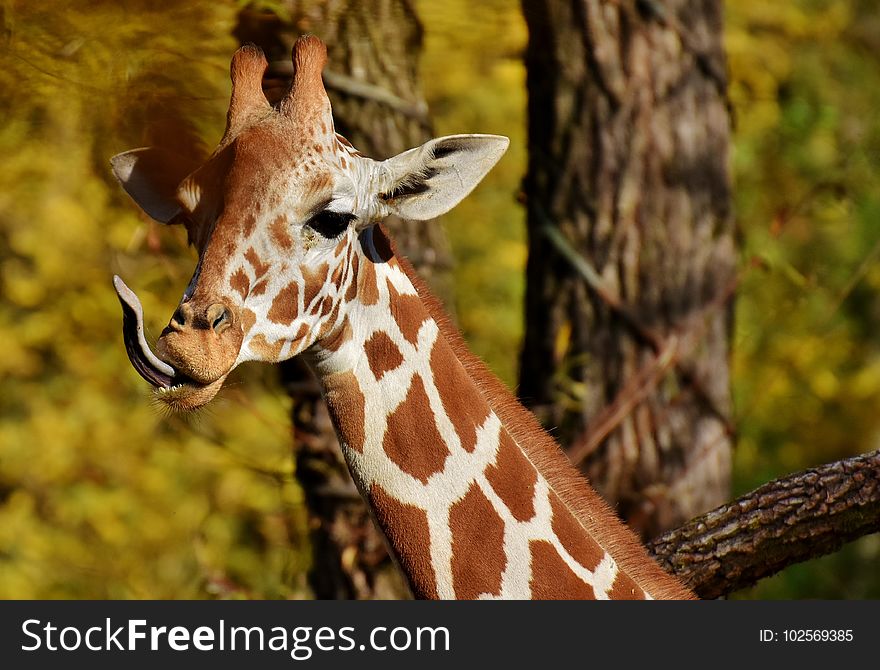 Giraffe, Wildlife, Terrestrial Animal, Giraffidae