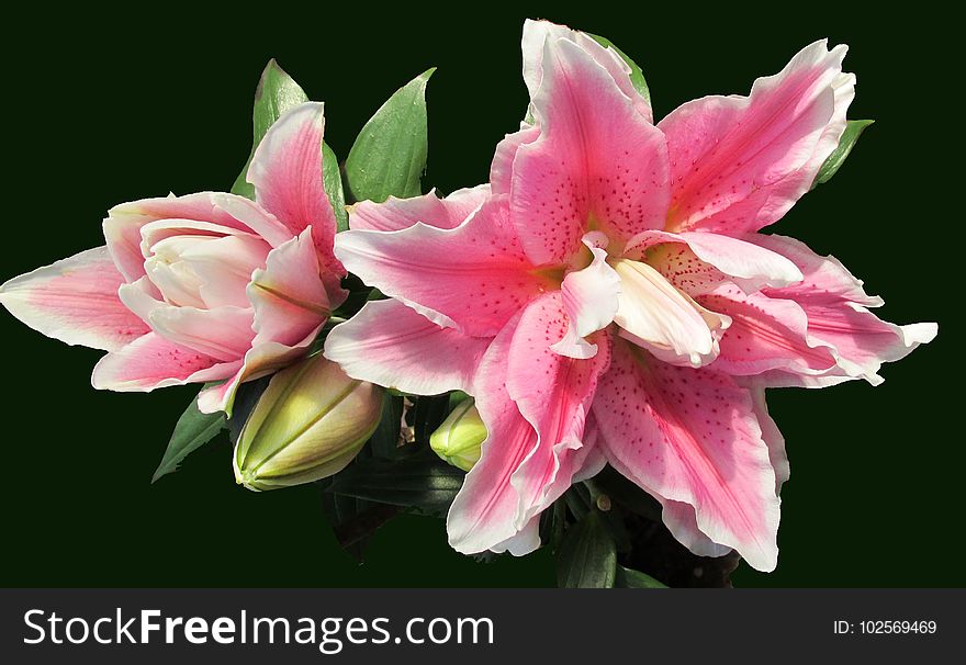 Flower, Flowering Plant, Plant, Lily