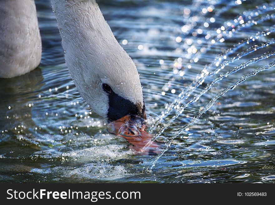 Water, Bird, Fauna, Water Bird