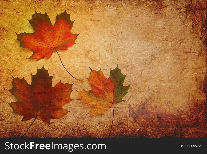 Leaf, Maple Leaf, Autumn, Texture