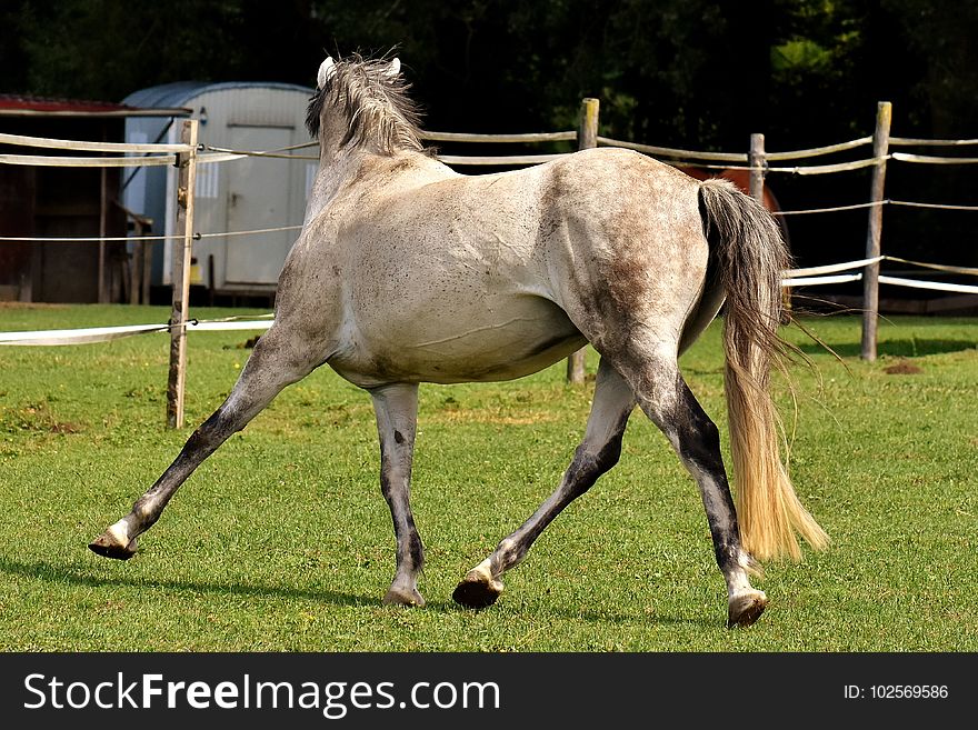 Horse, Mane, Mare, Pasture