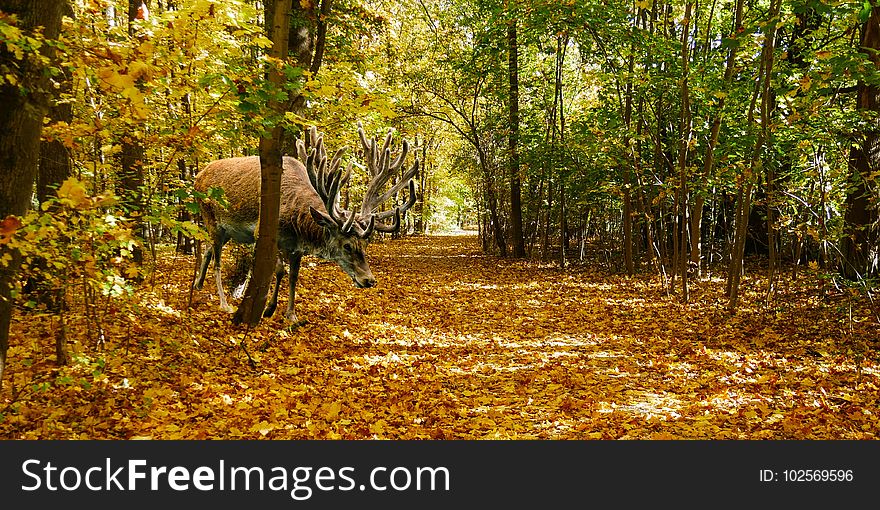 Woodland, Ecosystem, Wildlife, Forest