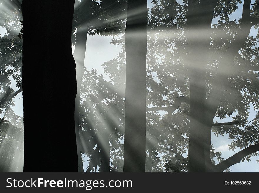 Tree, Water, Woody Plant, Reflection