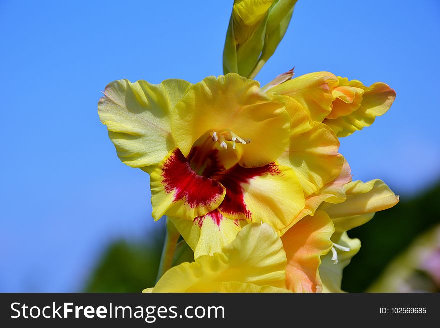 Flower, Flowering Plant, Yellow, Plant