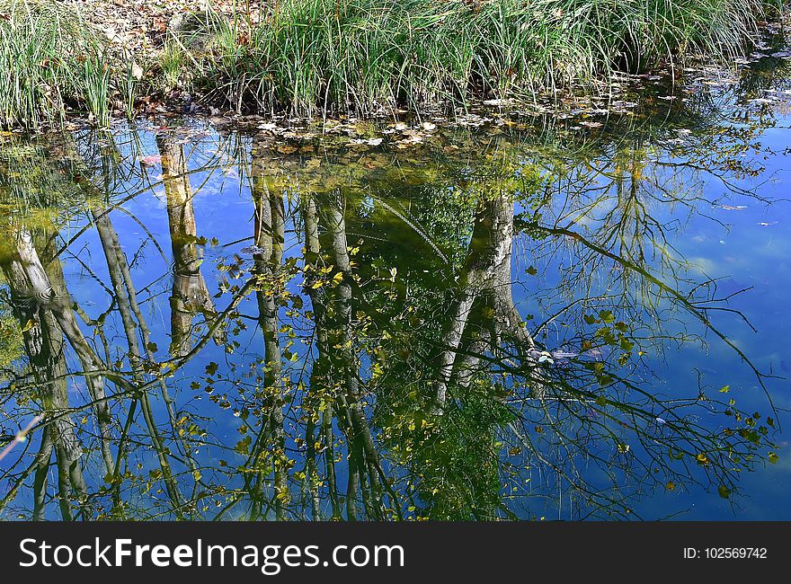 Reflection, Water, Vegetation, Wetland