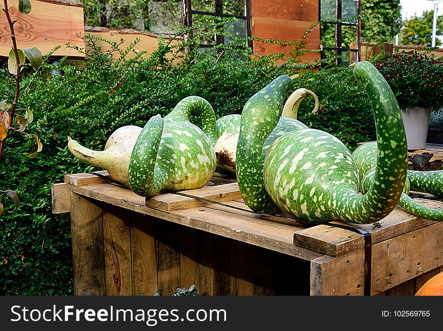 Vegetable, Plant, Produce, Cucumber Gourd And Melon Family
