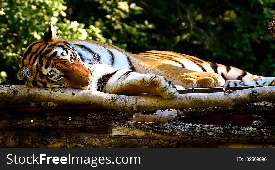 Tiger, Wildlife, Big Cats, Terrestrial Animal