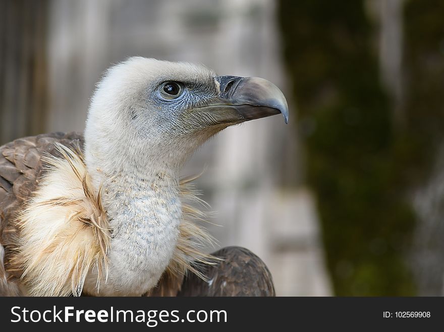 Beak, Bird, Fauna, Bird Of Prey