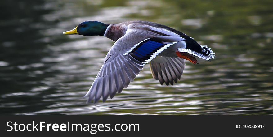 Bird, Duck, Mallard, Water