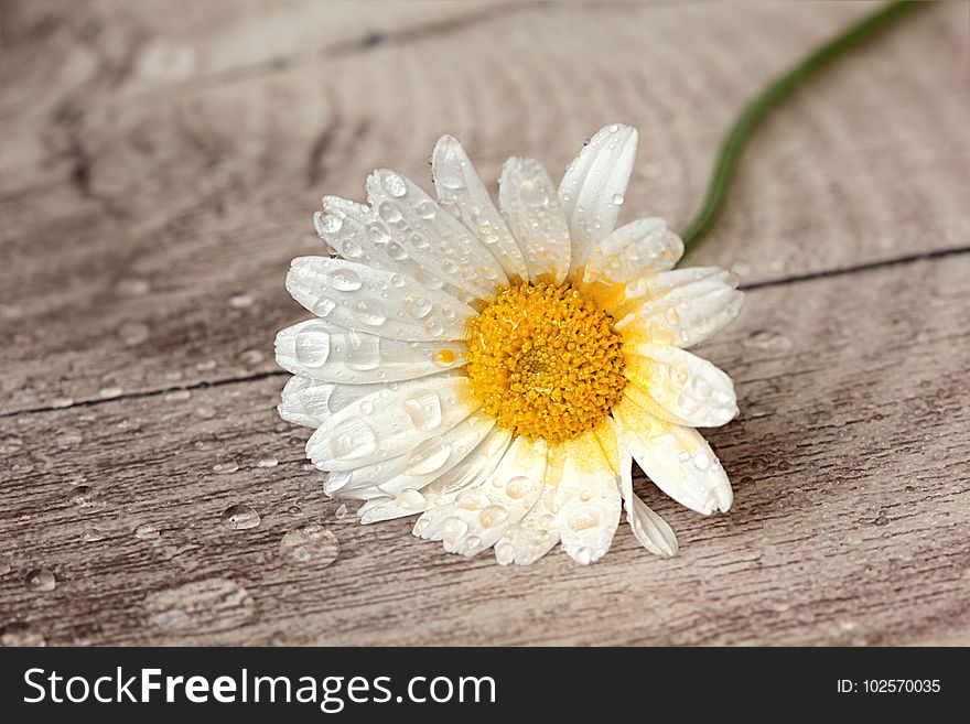 Flower, Oxeye Daisy, Flora, Daisy