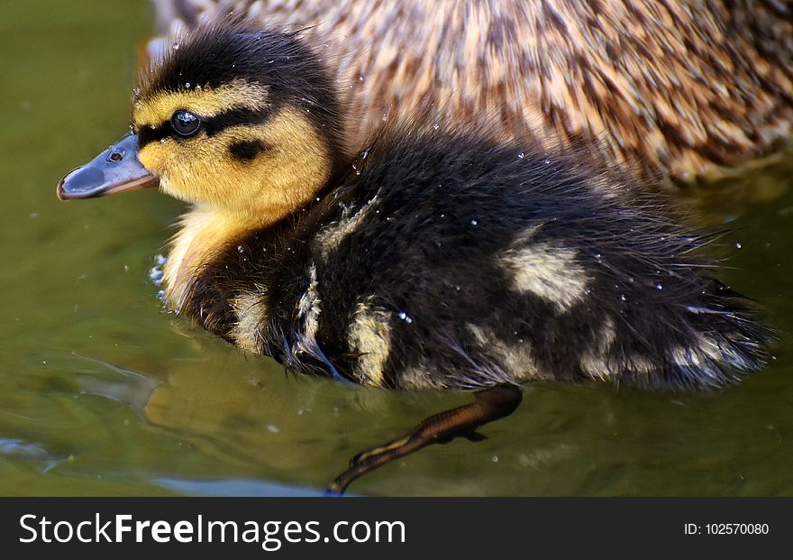 Bird, Duck, Ducks Geese And Swans, Water Bird
