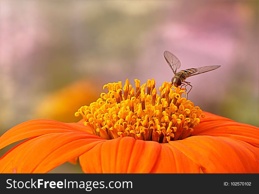 Flower, Nectar, Pollen, Macro Photography
