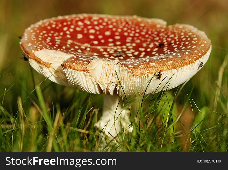 Mushroom, Fungus, Agaric, Edible Mushroom