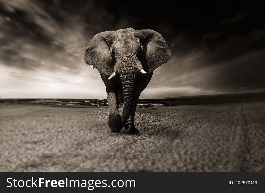 Elephants And Mammoths, Elephant, Black And White, Mammal