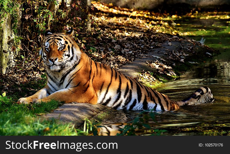 Tiger, Wildlife, Mammal, Wilderness