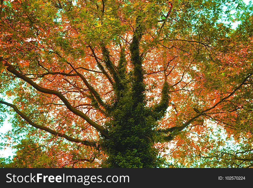 Tree, Nature, Leaf, Autumn