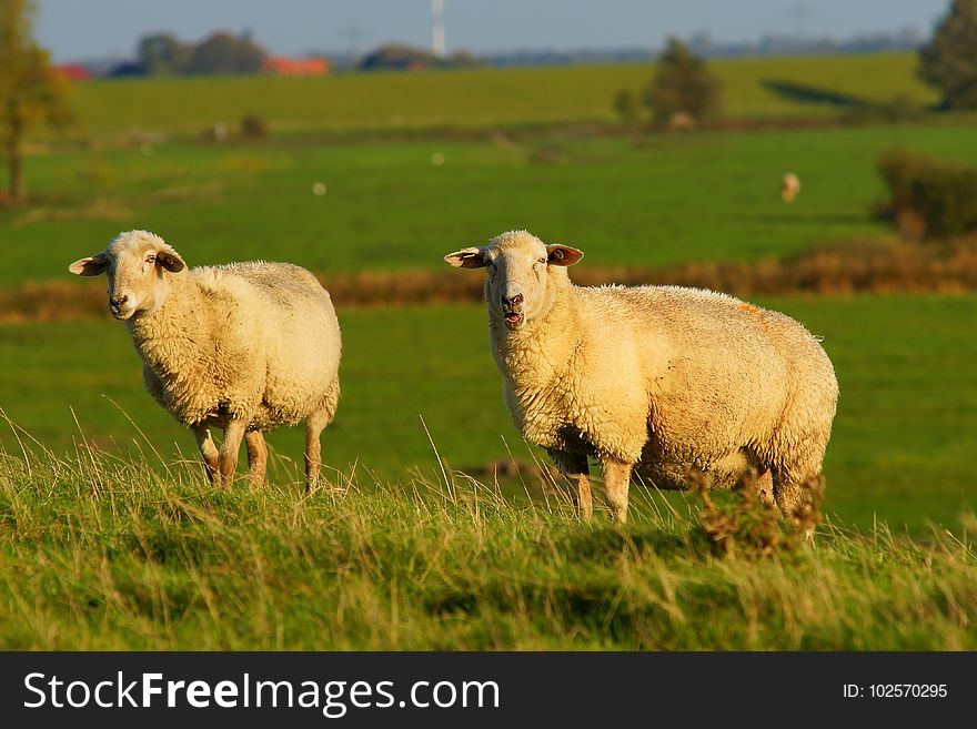 Grassland, Pasture, Sheep, Grazing