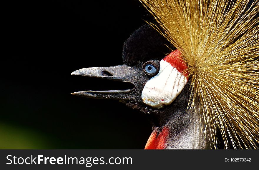 Beak, Fauna, Bird, Close Up