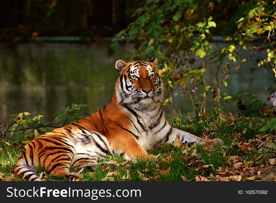 Tiger, Wildlife, Mammal, Terrestrial Animal