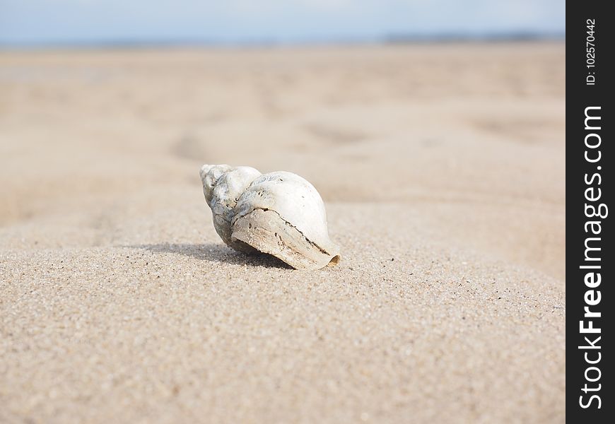Seashell, Sand, Ecoregion, Body Jewelry