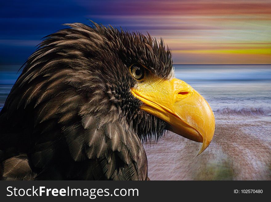Beak, Eagle, Fauna, Bird Of Prey