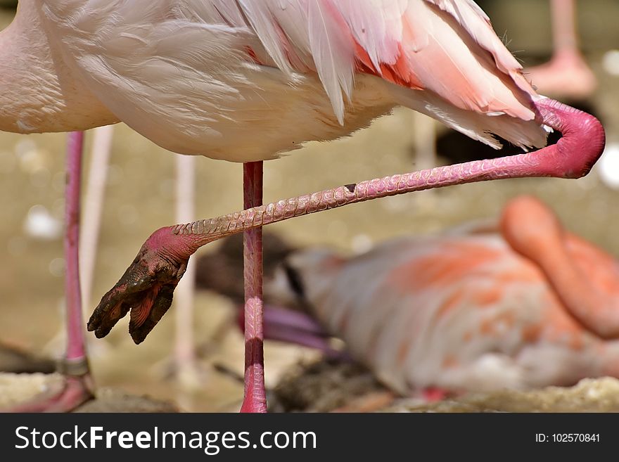Flamingo, Pink, Bird, Water Bird