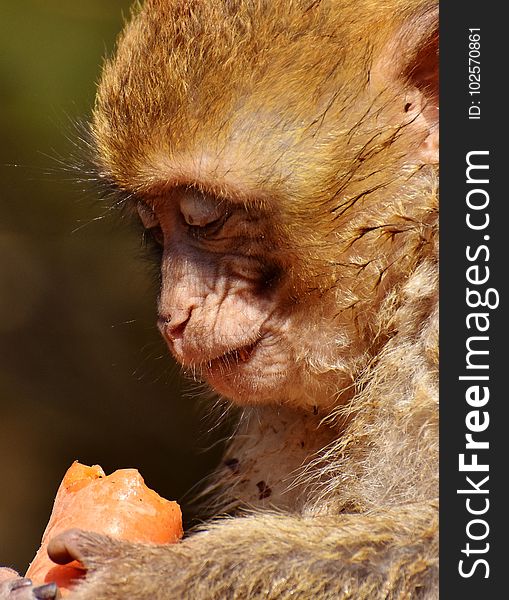 Face, Macaque, Mammal, Fauna