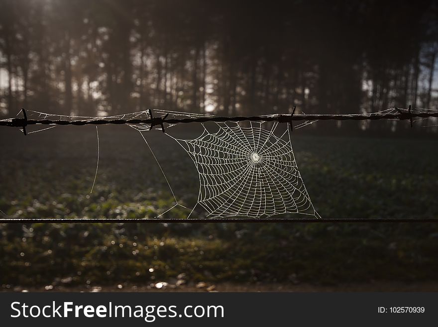 Spider Web, Nature, Light, Darkness