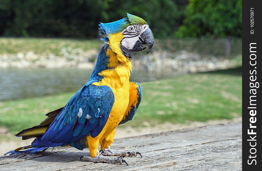 Bird, Parrot, Macaw, Fauna