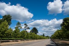 Tree Against Blue Sky Royalty Free Stock Photography Tree Against Blue Sky Royalty Free Stock Photography