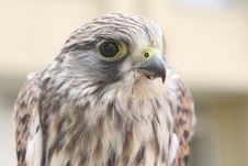 Nestling Of Falcon Is A Kestrel Royalty Free Stock Photos