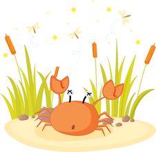Crab Royalty Free Stock Photos