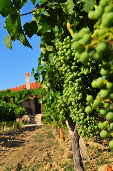 Vineyard Vertical Stock Photography Vineyard Vertical Stock Photography