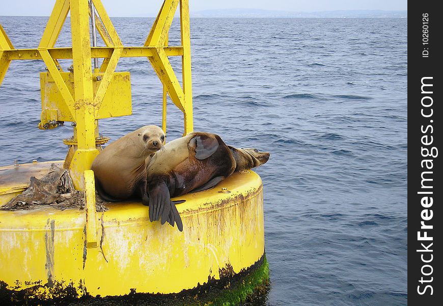 California Seal