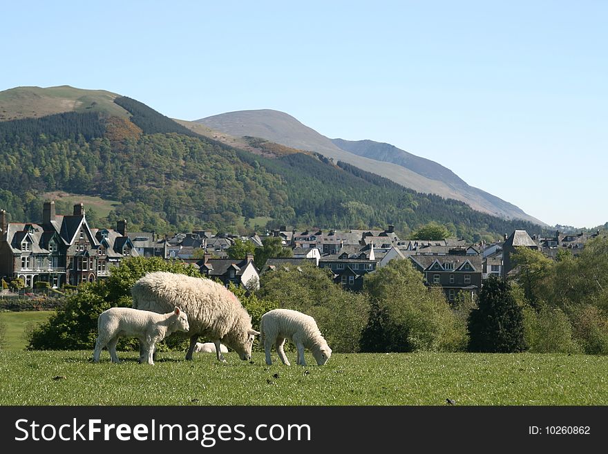 Sheep in a field in front of hills. Sheep in a field in front of hills