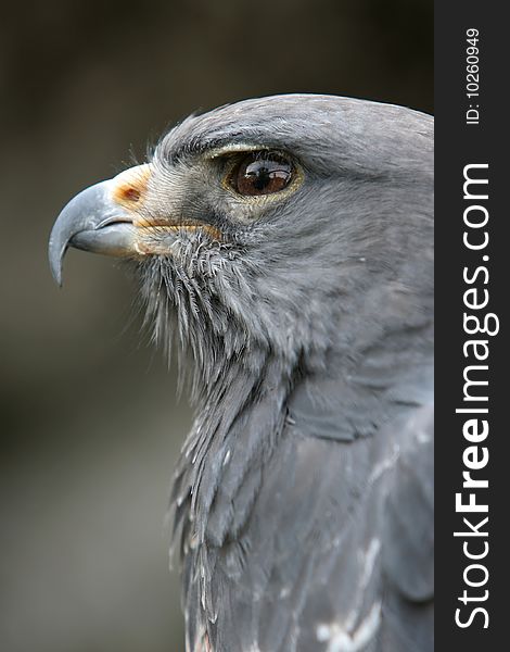 Eagle Portrait Close Up