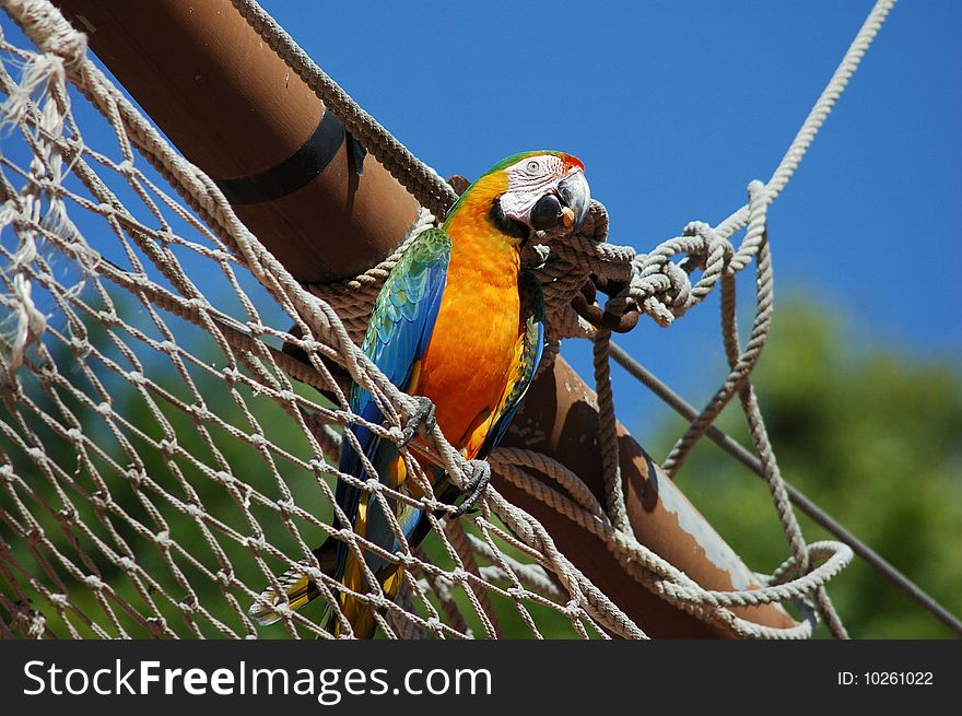 Macaw parrot sitting on sailyard