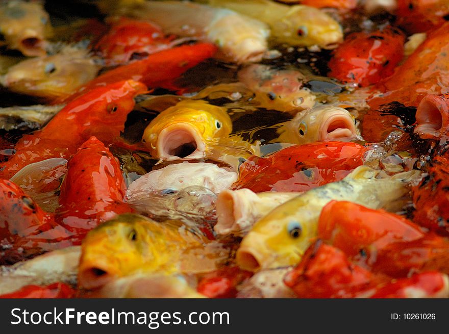 Mass of carp fish in the pool