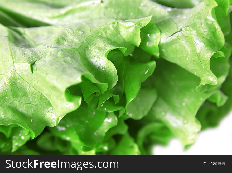 Fresh green Lettuce, close up shot