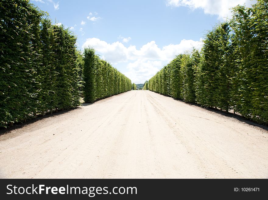 Summer tree against blue sky with white cloud background