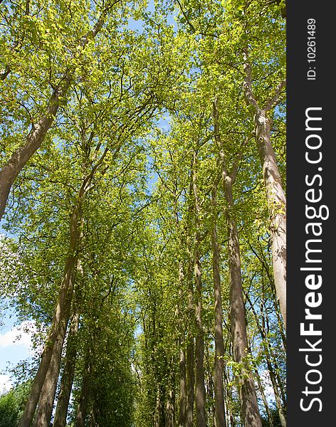 Summer tree against blue sky with white cloud background