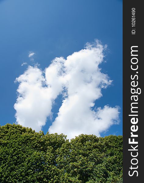 Summer tree against blue sky with white cloud background